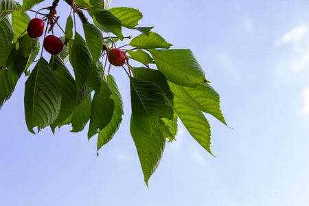 在德国南部的蓝天空的樱桃红水果在春天的农村乡村