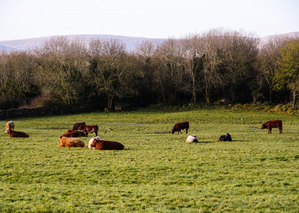 荷斯坦奶牛在牧场里苏格兰