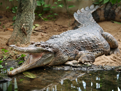 Tomistoma 池附近水