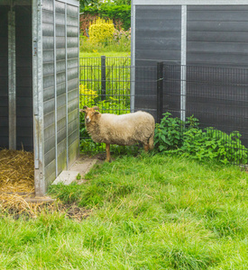 小屋附近的巴克公角羊