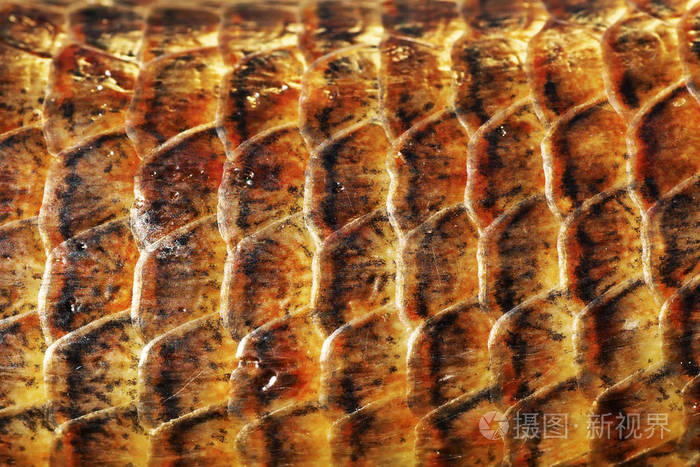 pseudopus apodus 鳞片,sheltopusik 皮肤宏观图像的详细资料