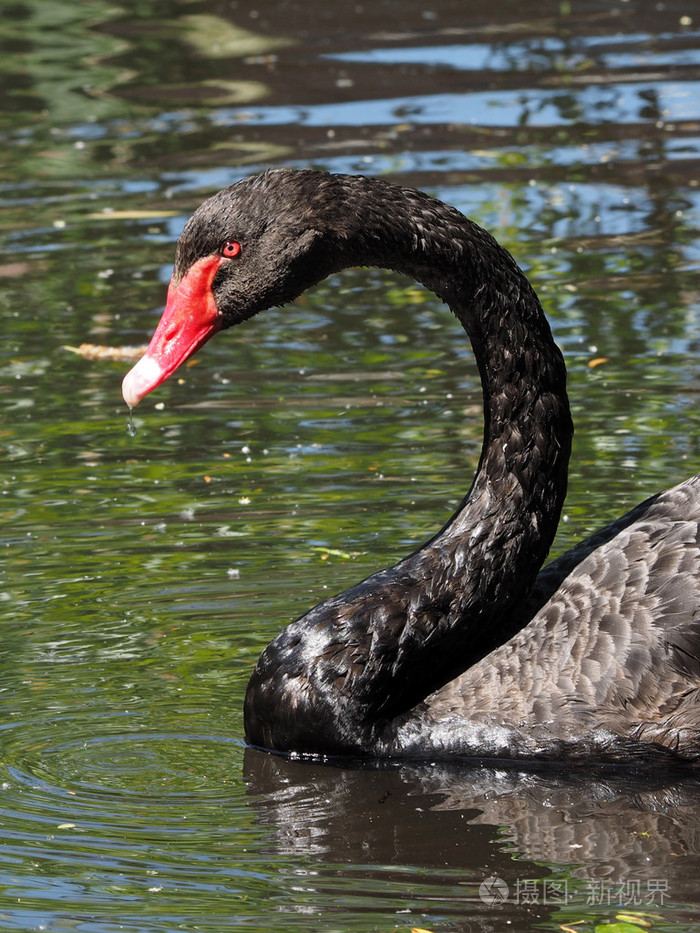 在水中的黑天鹅