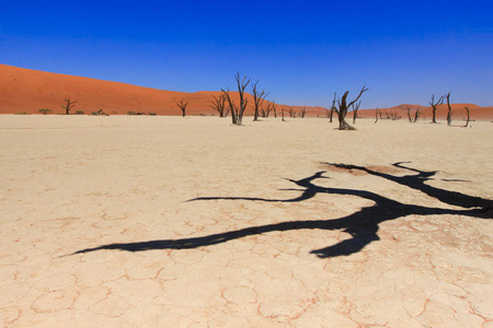 在纳米布沙漠沙漠中部的粘土高原上, 纳米布沙漠诺克路福国家公园, 以世界上最大的红色沙丘和枯死的树木闻名。