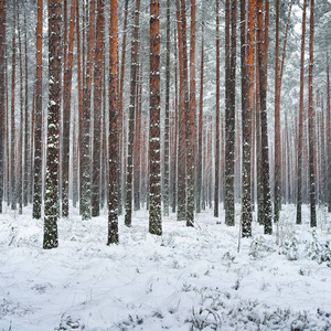 拉脱维亚一场大雪中的 Snowcovered 松树林