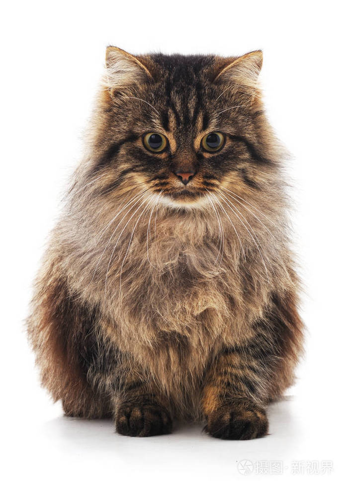 一只棕色的猫被隔离在白色的背景上