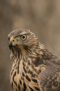 北方苍鹰北方苍鹰(天鹰)照片