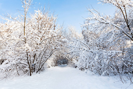 莫斯科 Timiryazevskiy 森林公园雪路在阳光明媚的冬日清晨