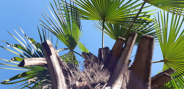 棕榈树皮纹理。纤维棕榈树树干表面特写镜头。棕榈树树皮