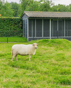 大绵羊在草甸寻找