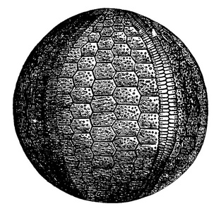 海胆和海百合的石炭纪时代, 复古刻插图。地球在人之前1886