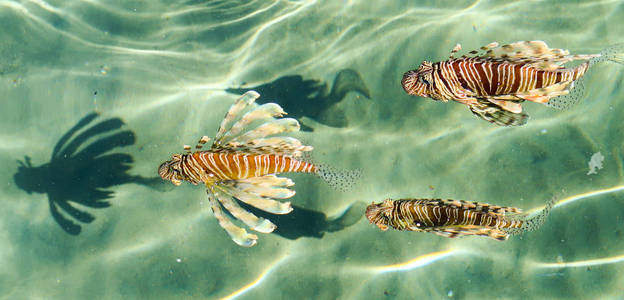 从水上看, 鱼条狮子鱼 Pterois蝎子家族 luciform 鱼属