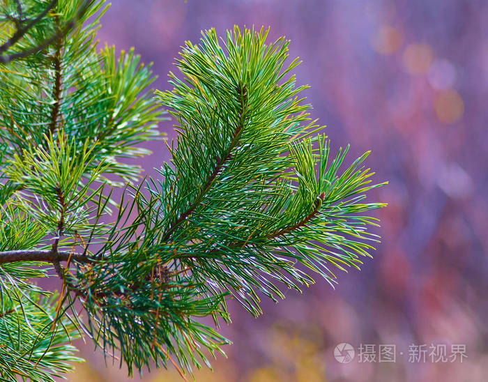 在彩色模糊背景上的松树分支特写镜头