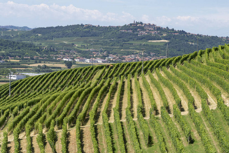 Langhe 葡萄园附近的巴罗洛巴巴瑞斯阿尔巴朗格, Cuneo, 山麓, 意大利, 在夏季