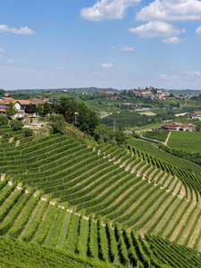 Langhe 葡萄园附近的巴罗洛巴巴瑞斯阿尔巴朗格, Cuneo, 山麓, 意大利, 在夏季