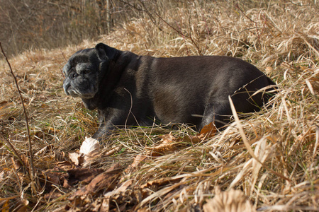 一年 1月, 在德国南部公园的一块地里, 阿德尔海德在一个小树枝上放松