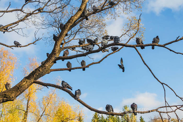 一个美丽的枝繁叶茂没有叶子和一群鸽子鸟对蓝天背景是在公园在秋季