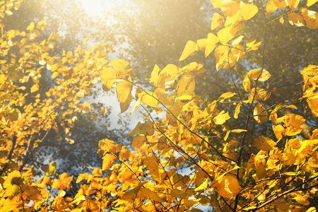 黄色叶子的树枝反对太阳光