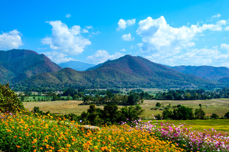 花卉场与山和蓝色的天空