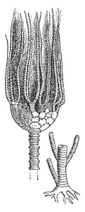 Actinocrinus 是海百合的一种灭绝的属, 通常见于欧洲和北美洲。插图显示一个古生代海百合, 复古线画或雕刻插图