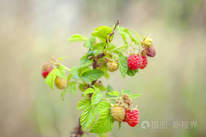 在花园里生长的新鲜覆盆子