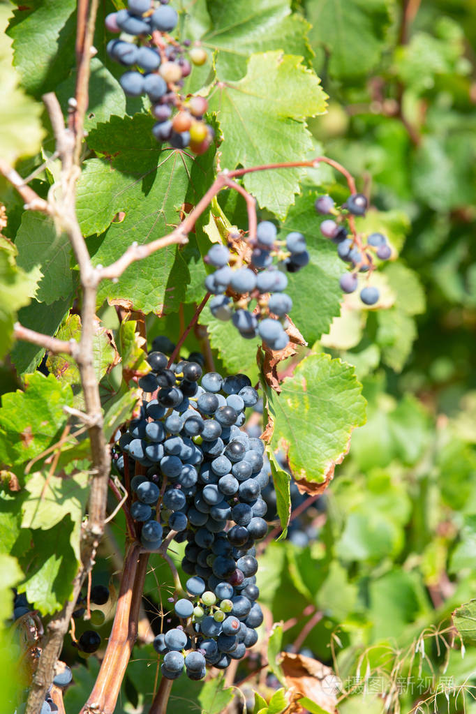 在阳光下藤蔓上葡萄藤蔓上的成熟红酒串的特写