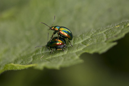 Chrysolina fastuosa, 五颜六色的甲虫在大自然的怀抱中重现