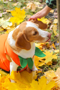 小猎犬在秋季公园的南瓜服装, 万圣节