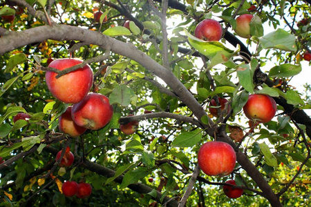 一棵树上的红苹果