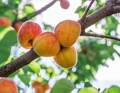 成熟的杏在果园树上。闭上镜头背景蓝天