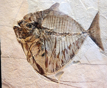 恐龙标本鱼化石照片