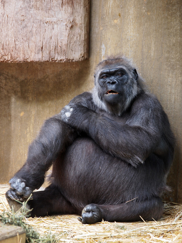 在动物园里的大猩猩