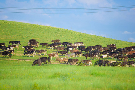 牧牛。放牧牛。牛的科拉尔。一群牛。奶牛的免费放牧