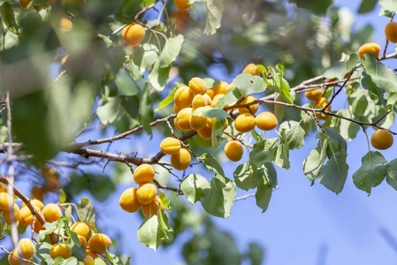 在阳光下的杏。树枝上多汁的水果。成熟的杏可以收割了。在绿叶和蓝天的背景下明亮的粉红色