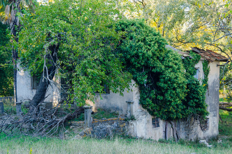 老房子被地震摧毁与瓦片, 杂草丛生的绿色常春藤