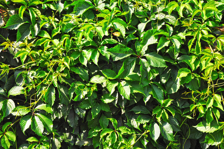 绿色野生藤蔓植物的叶子为背景图片