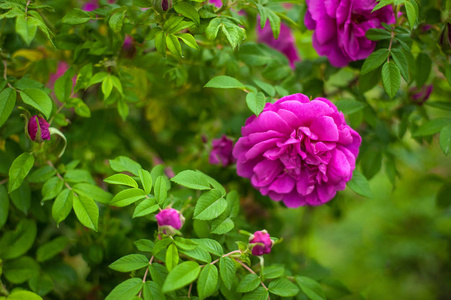 粉红色的玫瑰与芽在一个绿色的灌木在花园的背景。夏日花园里美丽的粉红色花朵