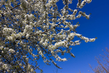 在明亮的阳光下绽放的春天的树木