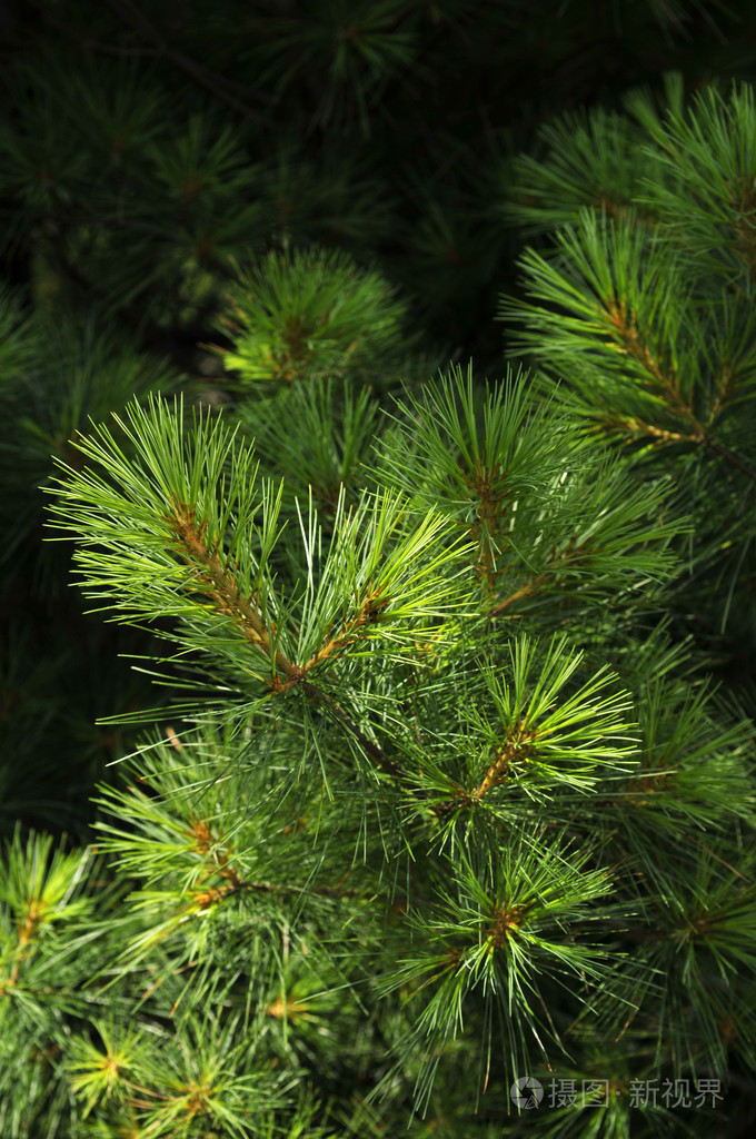 郁郁葱葱的绿色松树树在阳光下