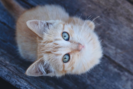 可爱的橙色的小猫看着直在相机。猫与诱人, 多彩的眼睛