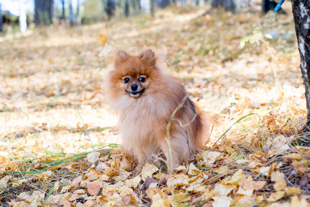 可爱的友好的 spitz 狗走在秋天的公园