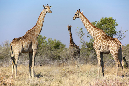 在埃托沙国家公园的三只长颈鹿图片