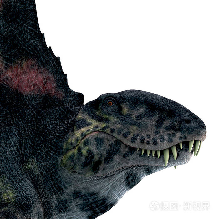 异齿龙是在二叠纪期间生活在北美洲和欧洲的一种背帆食肉恐龙.