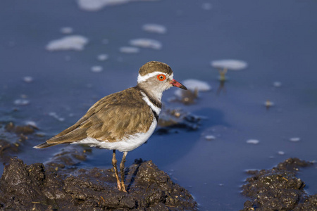 三在南非克鲁格国家公园的带状船雪 tricollaris 家族 Charadriidae