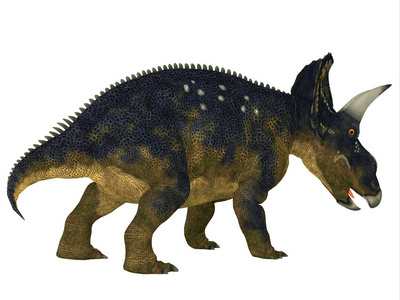 nedoceratops 是一种有角的草食角龙恐龙, 在白垩纪时期生活在北美洲.