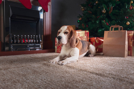五颜六色的礼物和圣诞树下的狗。燃烧的壁炉和一只猎犬躺在圣诞树下