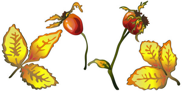 矢量秋黄玫瑰臀部叶和植物。叶植物植物园花叶。独立的插图元素。背景纹理包装图案框架或边框的矢量叶
