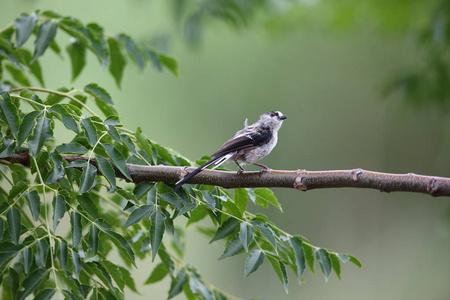 日本长尾 bushtit 或长尾乳头 (aegithalos caudatus)照片