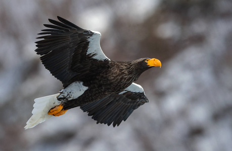 成人史泰勒的海鹰在飞行。科学名称 haliaeetus pelagicus。自然栖息地。冬季