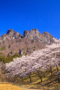 樱桃树和岩山