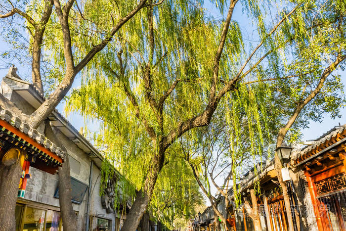 孟玉儿胡同附近的餐馆商店柳树树中国北京.